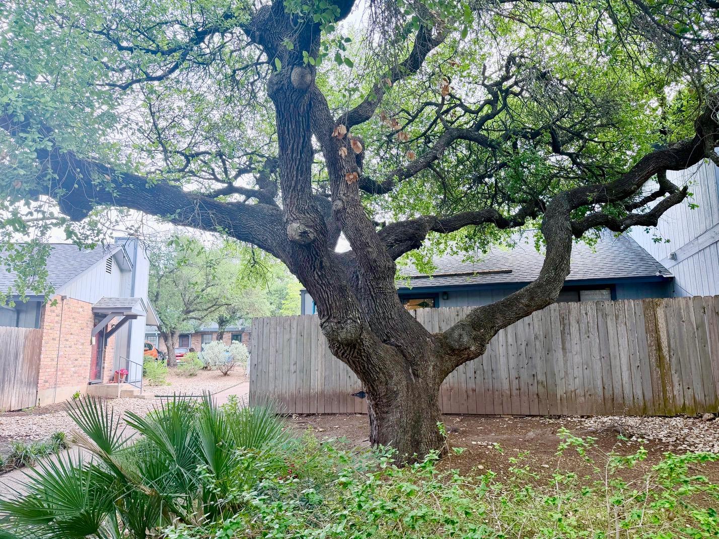 1411 Gracy Farms Lane Austin TX 78758
