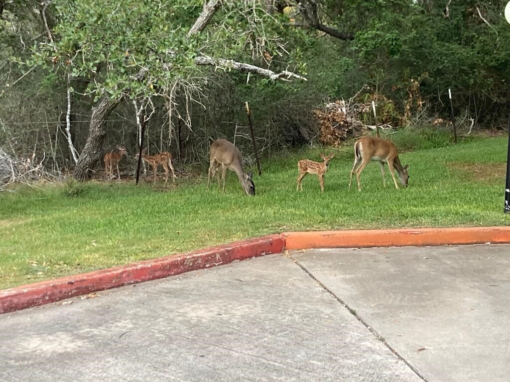 209 Forest Hills 228 Rockport TX 78382