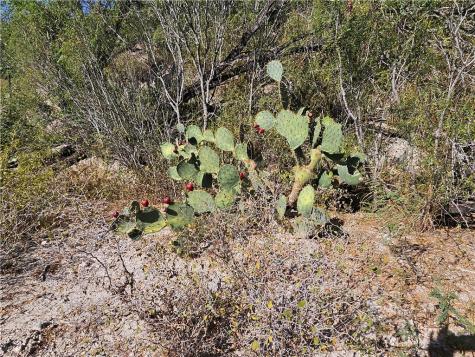 24024 441 Creek Mathis TX 78368