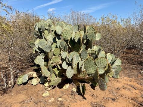 0 County Road 101 San Diego TX 78384