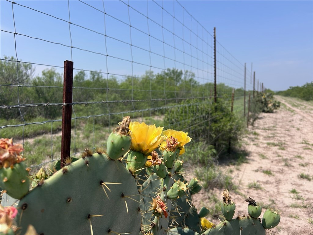 Tbd Persimmon Drive Freer TX 78357