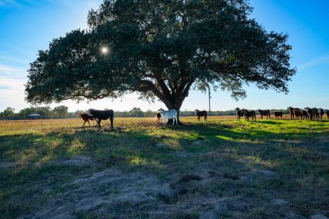 1038 Old Goliad Road Goliad TX 77963