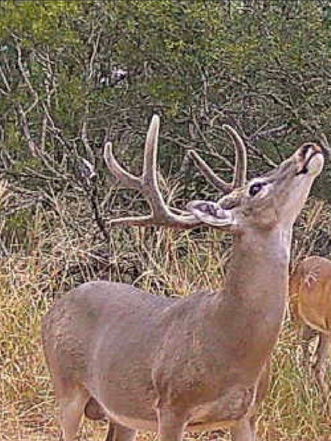 3355 Jim Brite Road Pleasanton TX 78064