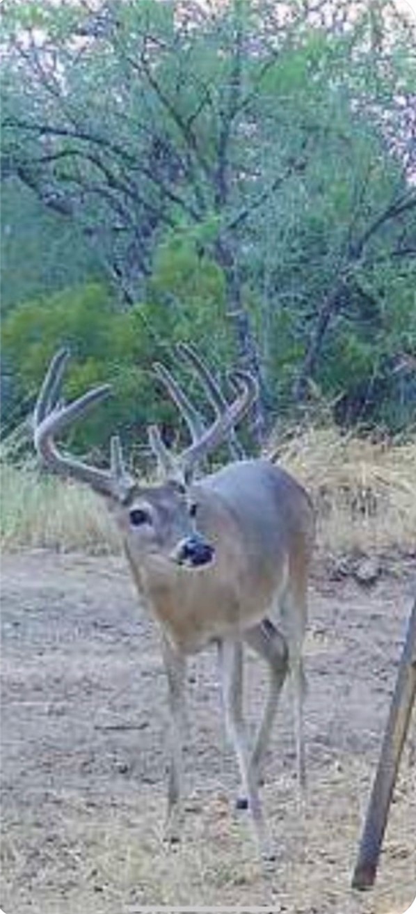 3355 Jim Brite Road Pleasanton TX 78064