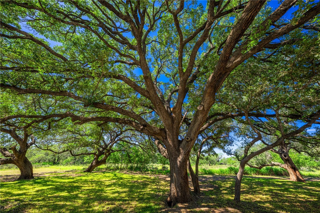 3355 Jim Brite Road Pleasanton TX 78064