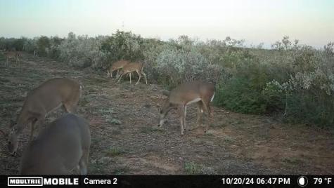 44 Ranch South Trail 12 San Diego TX 78384