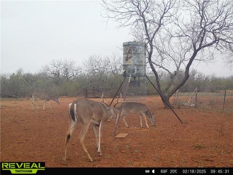 0 Cr 145 & Cr 173 Alice TX 78332