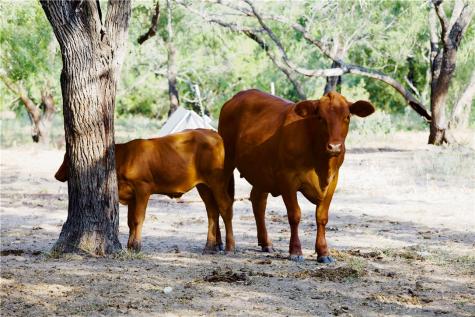 Cr 119 Alice TX 78332