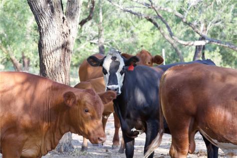 Cr 119 Alice TX 78332