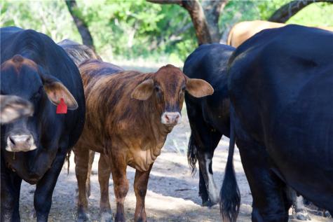 Cr 119 Alice TX 78332