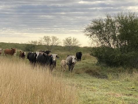 3124 County Road 220 Alice TX 78332