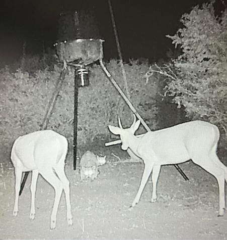 211 County Road 229 Creek Three Rivers TX 78071