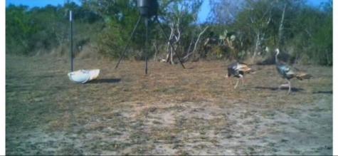 211 County Road 229 Creek Three Rivers TX 78071