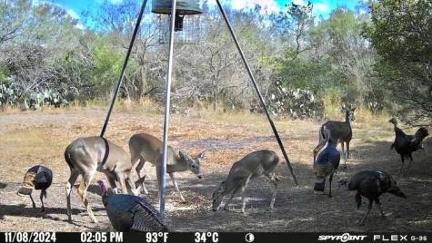 4204 County Road 308 Orange Grove TX 78372
