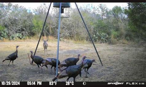 4204 County Road 308 Orange Grove TX 78372