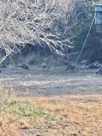 4204 County Road 308 Orange Grove TX 78372