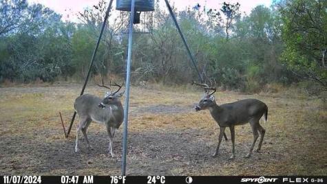 4204 County Road 308 Orange Grove TX 78372