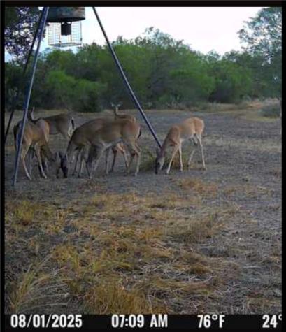 4204 County Road 308 Orange Grove TX 78372