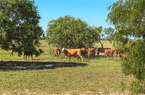 279 County Road 302 George West TX 78022