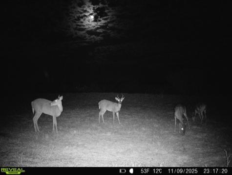 0 County Road 203 San Diego TX 78344