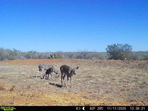 0 County Road 203 San Diego TX 78344