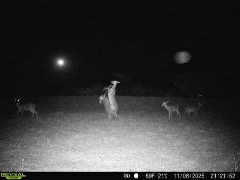 0 County Road 203 San Diego TX 78344