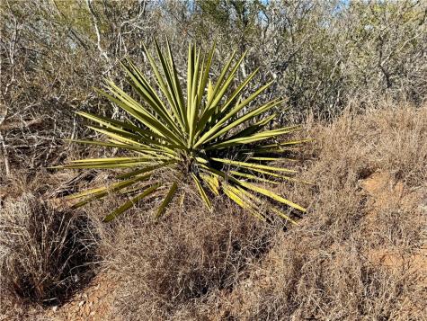 0 County Road 203 San Diego TX 78344