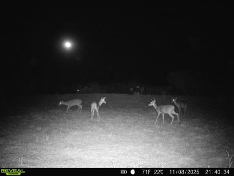 0 County Road 203 San Diego TX 78344