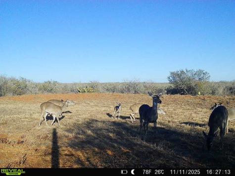 0 County Road 203 San Diego TX 78344