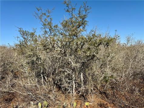 0 County Road 203 San Diego TX 78344