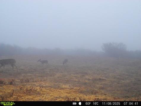 0 County Road 203 San Diego TX 78344