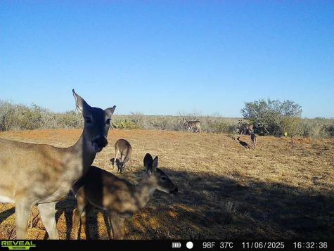 0 County Road 203 San Diego TX 78344