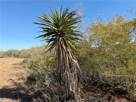 0 County Road 203 San Diego TX 78344