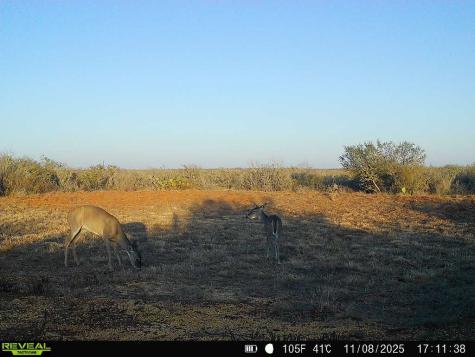 0 County Road 203 San Diego TX 78344
