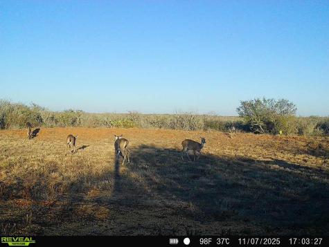 0 County Road 203 San Diego TX 78344