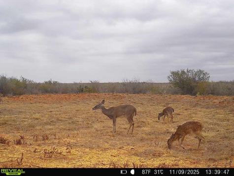 0 County Road 203 San Diego TX 78344