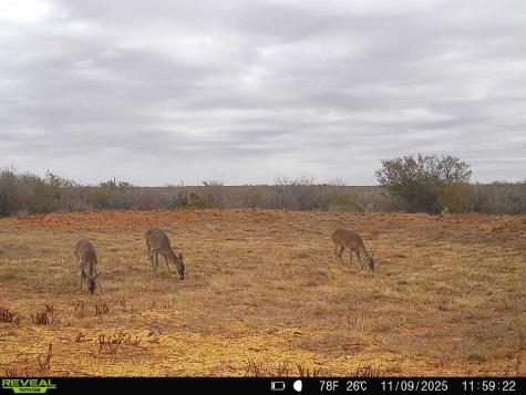 0 County Road 203 San Diego TX 78344