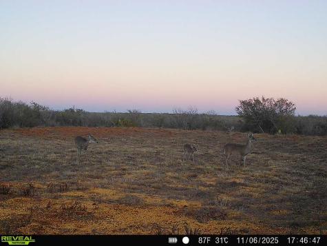 0 County Road 203 San Diego TX 78344
