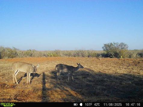 0 County Road 203 San Diego TX 78344