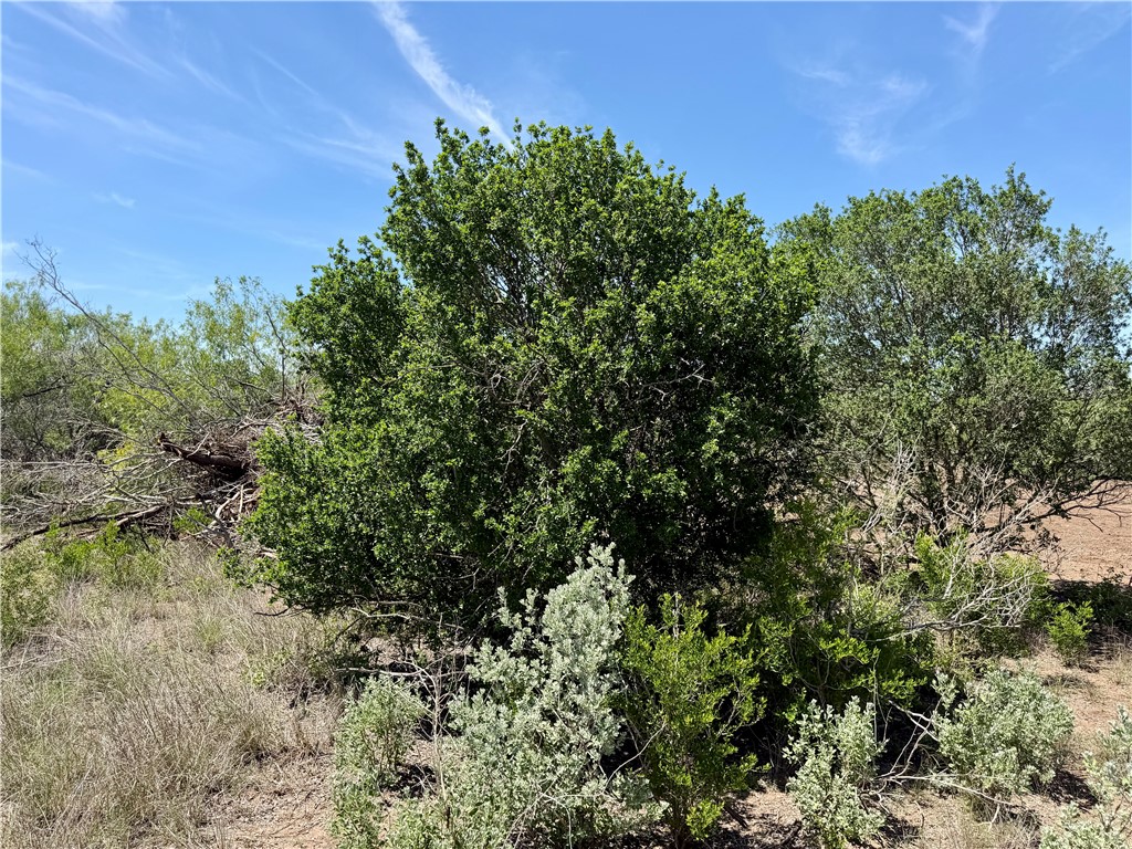 100 Cr 147 George West TX 78022