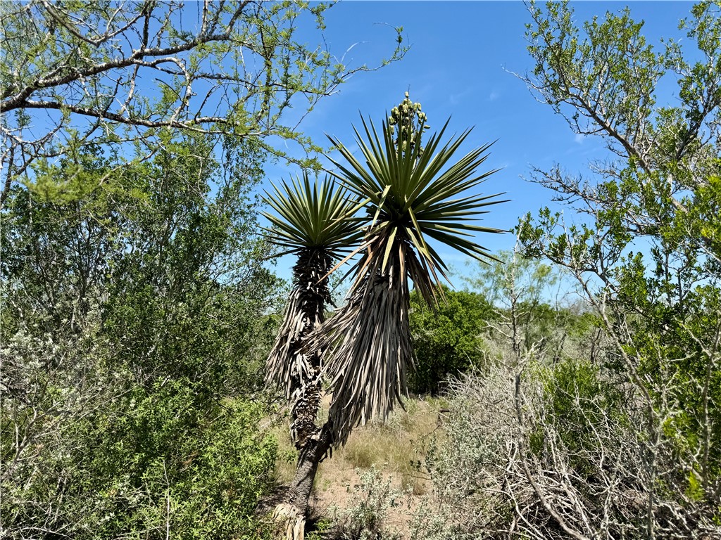 100 Cr 147 George West TX 78022