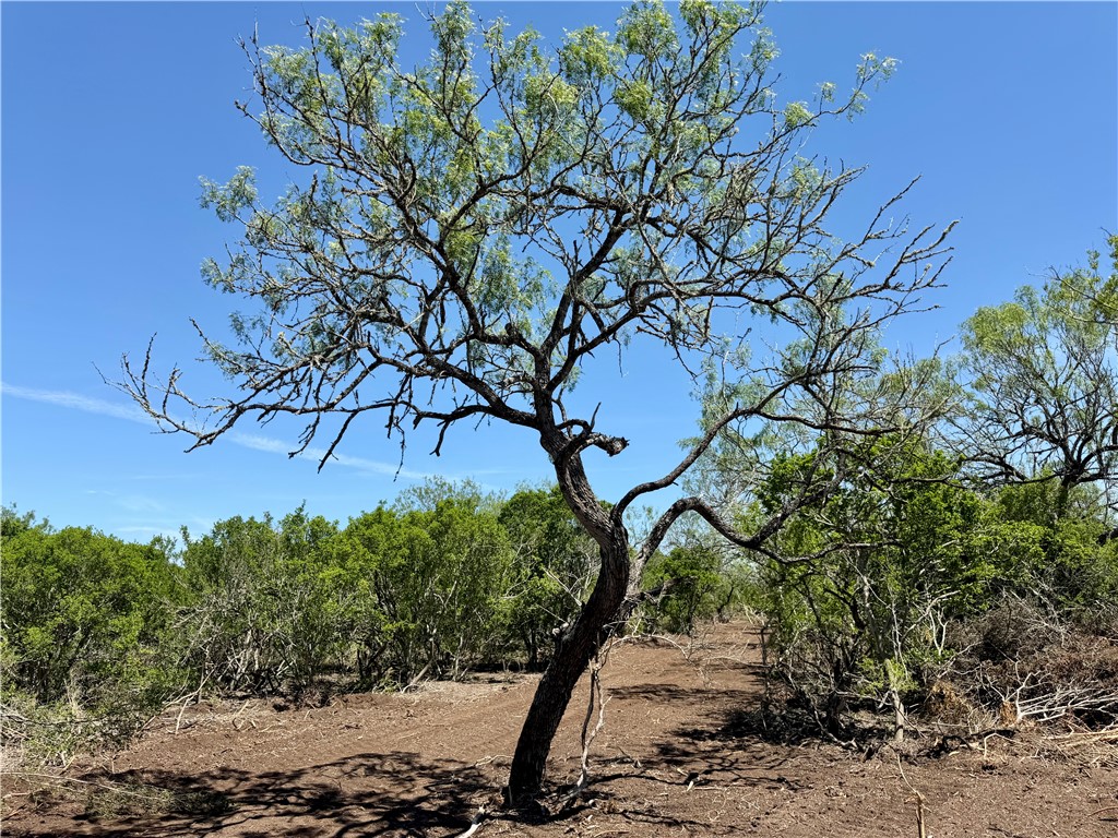 100 Cr 147 George West TX 78022