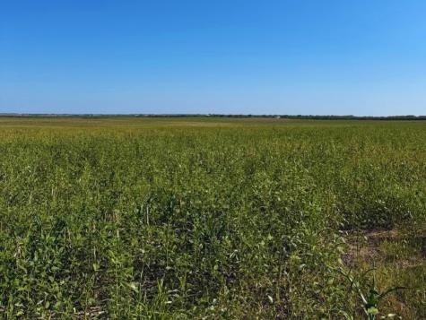 Tbd County Rd 1070 S Kingsville TX 78363