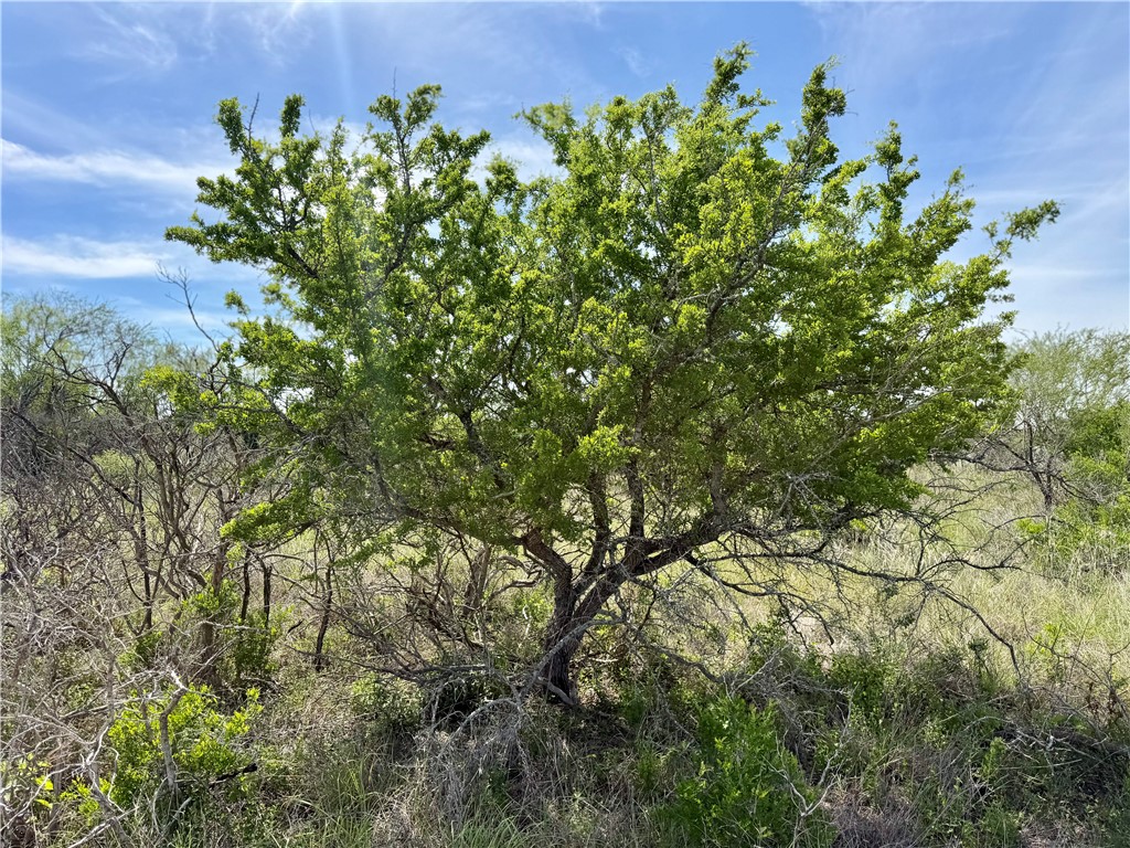 0 Cr 147 George West TX 78022