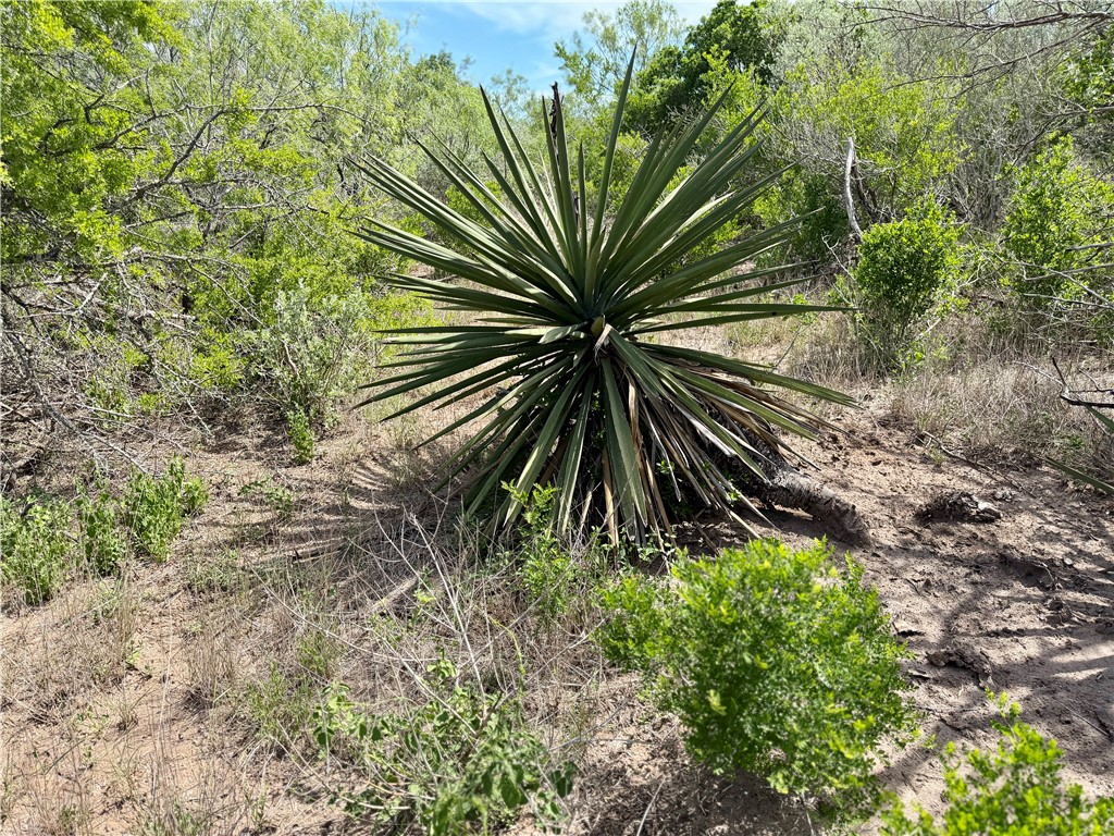 0 Cr 147 George West TX 78022