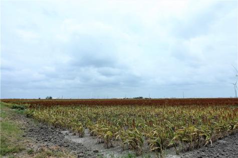 0000 Hwy 181 Cr 1612 Cr 3567 Taft TX 78390