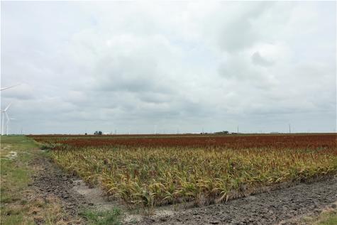 0000 Hwy 181 Cr 1612 Cr 3567 Taft TX 78390