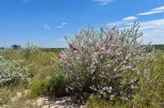 391 Hidden Creek Orange Grove TX 78372