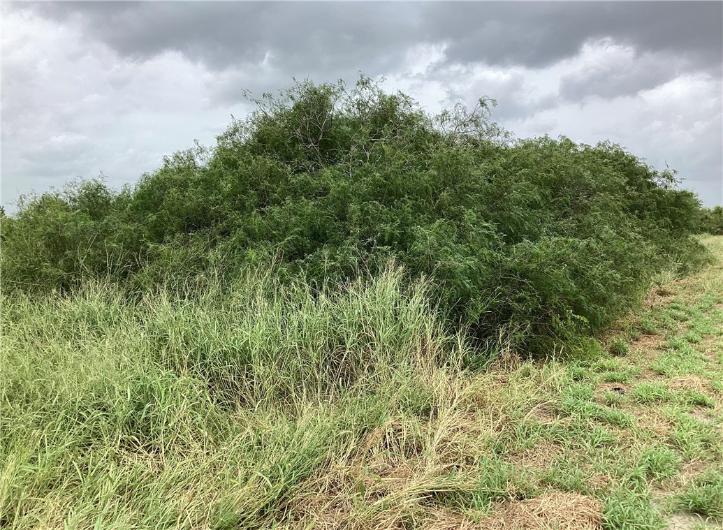 0000 Cty Road 1140 Riviera TX 78379