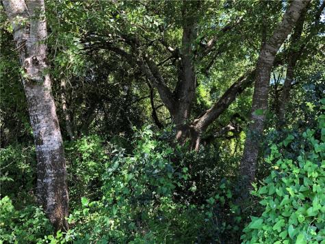 0 Creek 59 South Of Fm 70 Bishop TX 78343